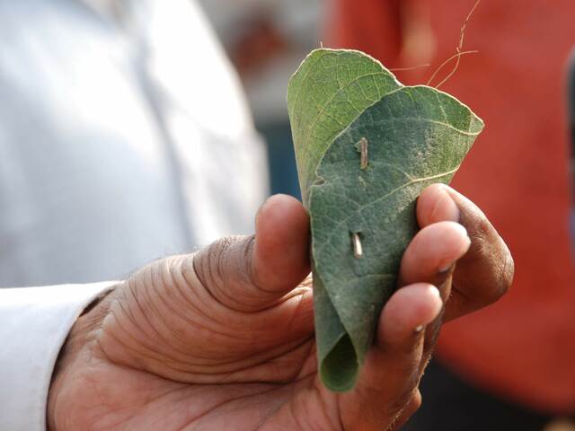 The Flame of The Forest