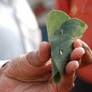 The Flame of The Forest
