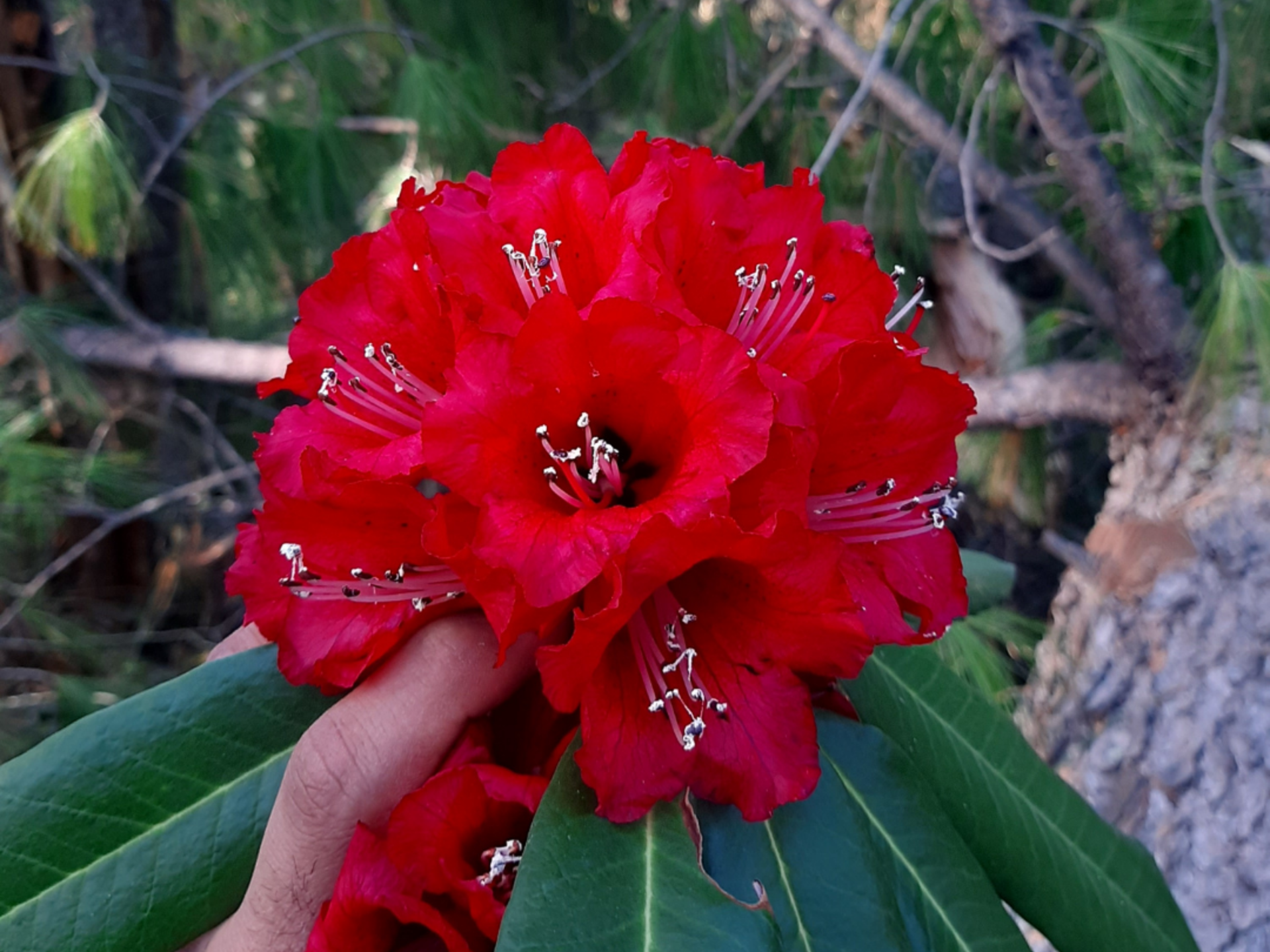 Citrusy and Tangy Burash