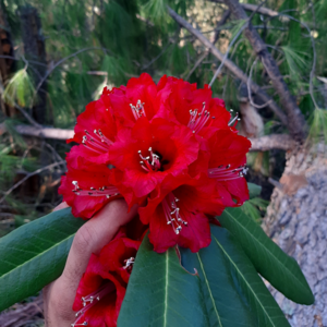 Citrusy and Tangy Burash