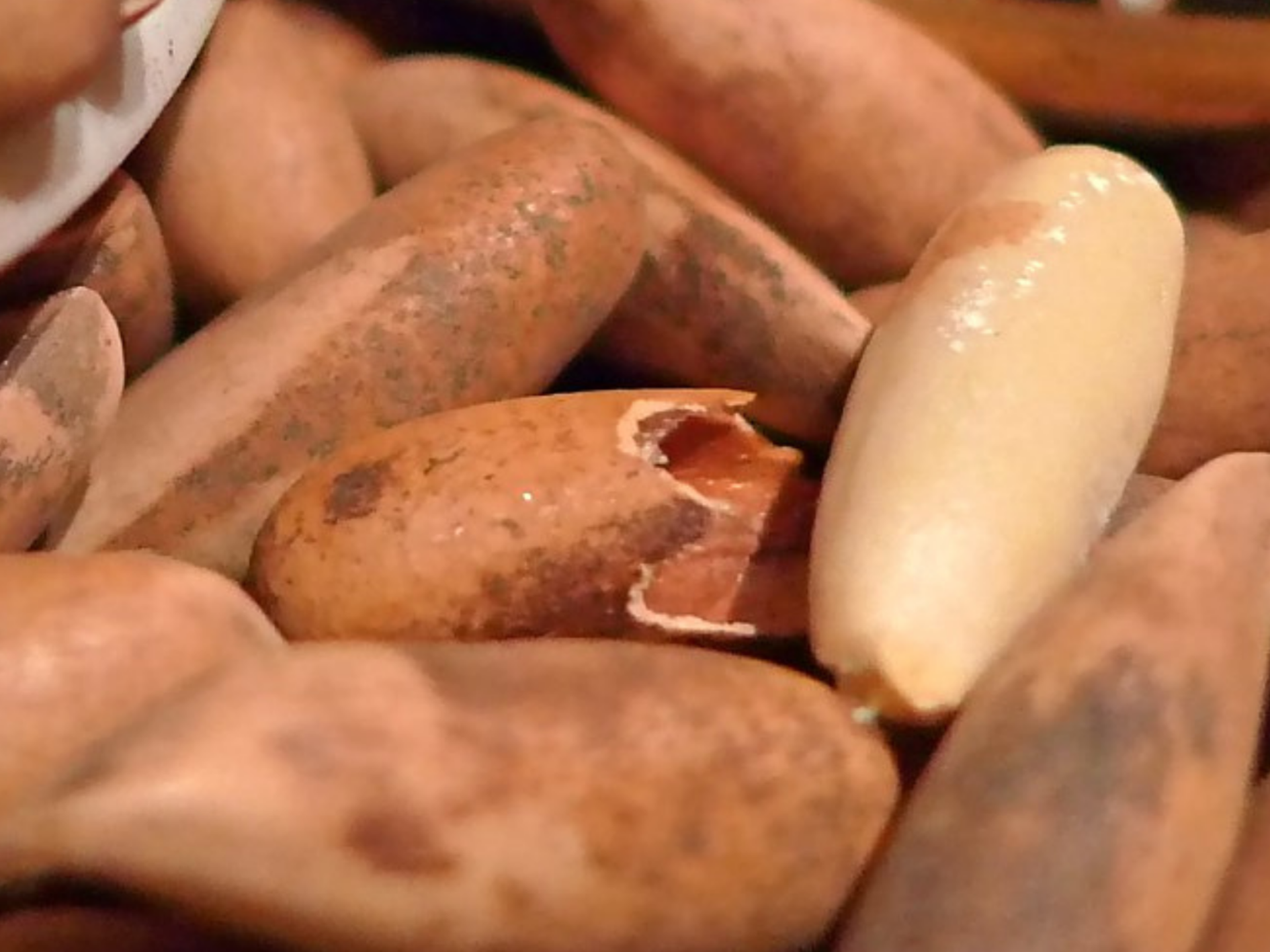 Cracking Pine: Chilgoza