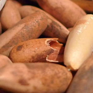 Cracking Pine: Chilgoza