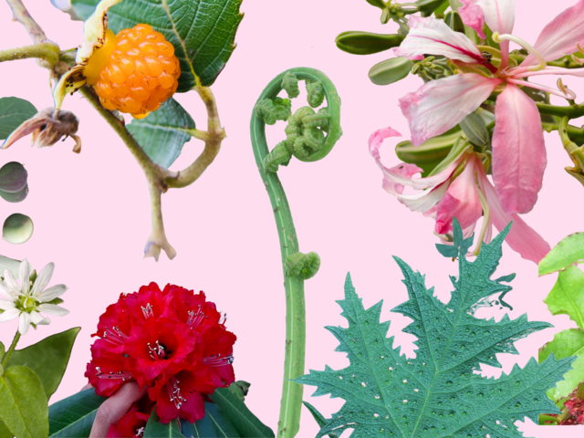 Wild Edible Plants Used as Food by the Gaddis 