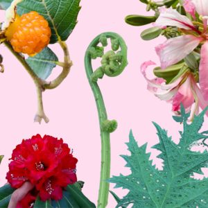 Wild Edible Plants Used as Food by the Gaddis 