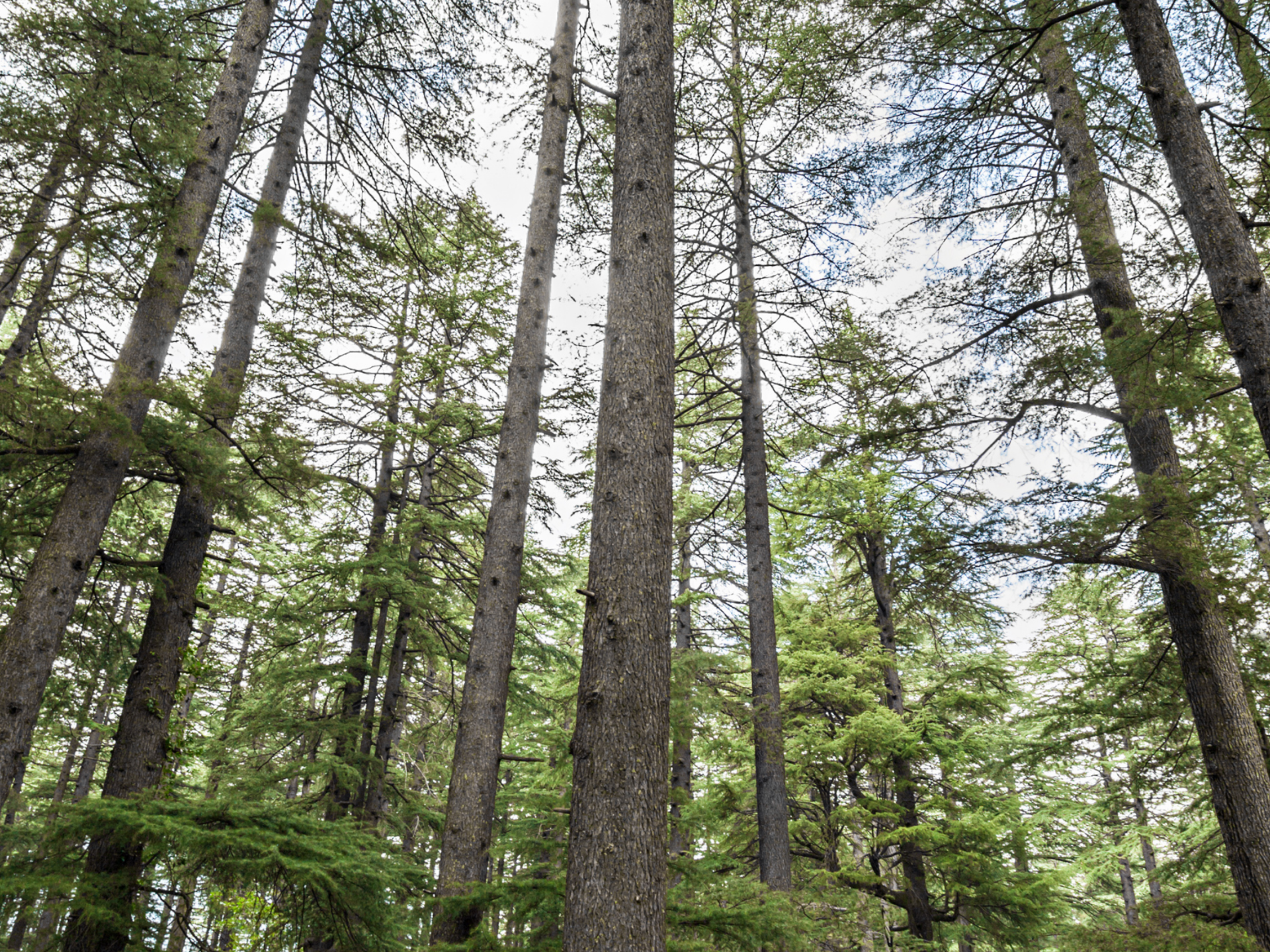 Foraging for Gucchi & Lingad