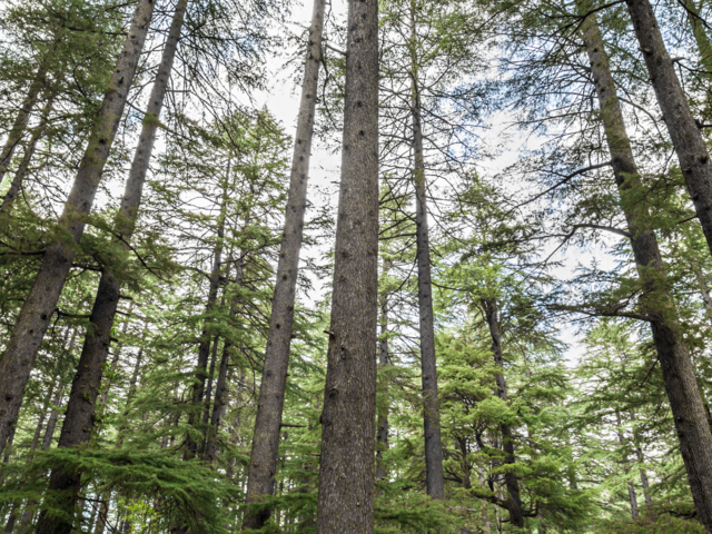 Foraging for Gucchi & Lingad