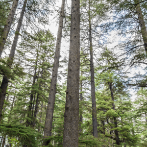 Foraging for Gucchi & Lingad