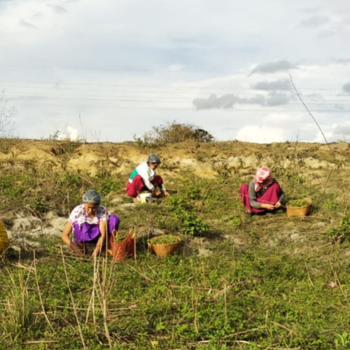 Medicinal Infusions of Manipur