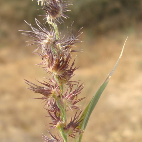 Food Culture of The Kutch