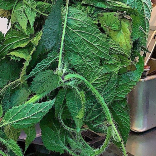 Experimenting with Kumaoni Cuisine