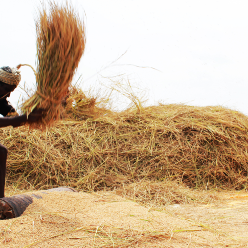 Rice & Life in Thanjavur