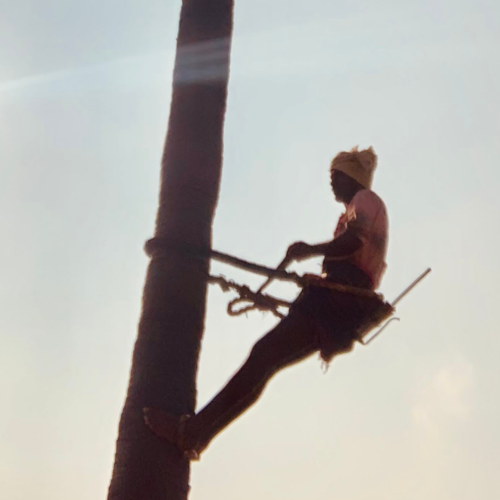 Toddy Tappers of Peddamaduru