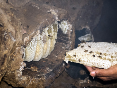 Reviving the Lost Traditional Knowledge of Beekeeping 