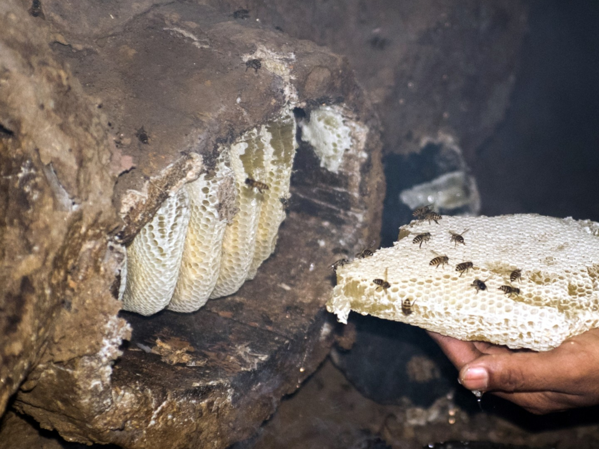 Reviving the Lost Traditional Knowledge of Beekeeping 