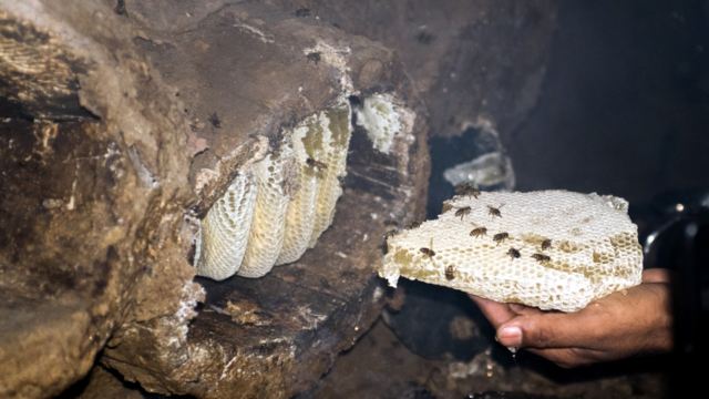 Reviving the Lost Traditional Knowledge of Beekeeping 